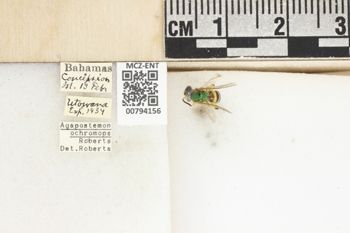 Media type: image;   Entomology 794156 Aspect: Labels